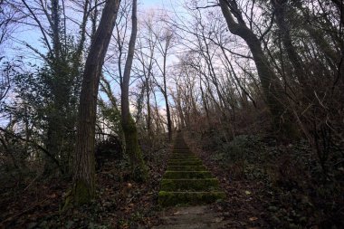 Ormanda yapraklarla kaplı katır izleri.