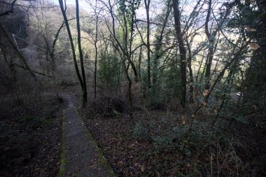 Ormanda yapraklarla kaplı katır izleri.