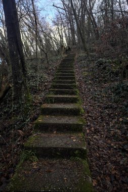 Ormanda yapraklarla kaplı katır izleri.