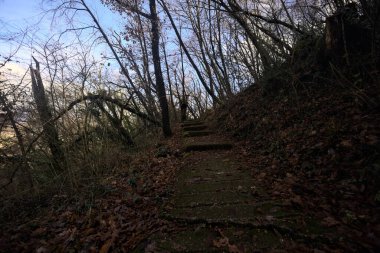 Ormanda yapraklarla kaplı katır izleri.
