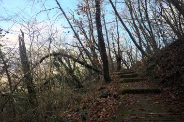 Ormanda yapraklarla kaplı katır izleri.
