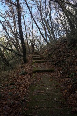 Ormanda yapraklarla kaplı katır izleri.