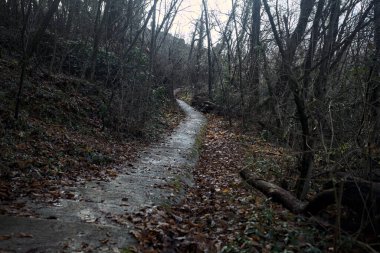 Ormanda yapraklarla kaplı katır izleri.