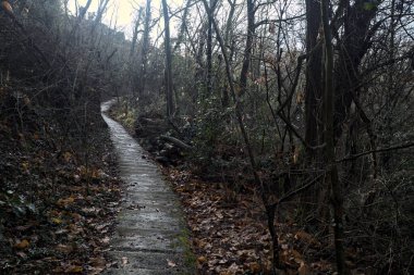 Ormanda yapraklarla kaplı katır izleri.