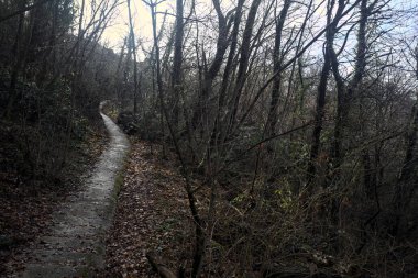 Ormanda yapraklarla kaplı katır izleri.