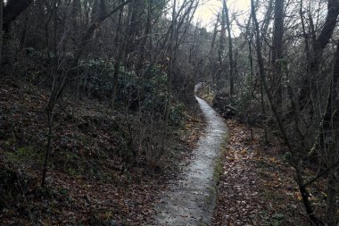 Ormanda yapraklarla kaplı katır izleri.
