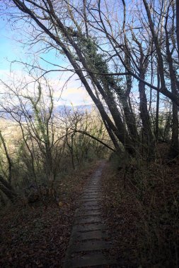 Ormanda yapraklarla kaplı katır izleri.