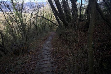 Ormanda yapraklarla kaplı katır izleri.