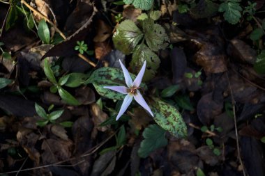 Düşen yapraklarla çevrili vahşi siklamen.