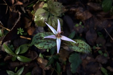 Düşen yapraklarla çevrili vahşi siklamen.