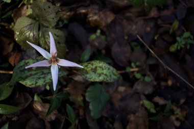 Düşen yapraklarla çevrili vahşi siklamen.