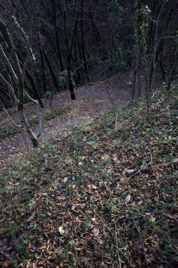 Ormandaki bir yamaçta yol