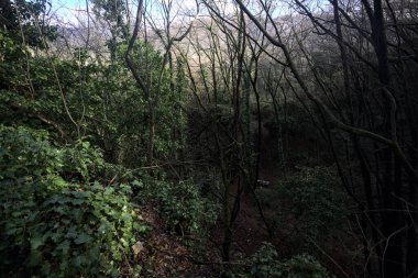 Ormandaki bir yamaçta yol