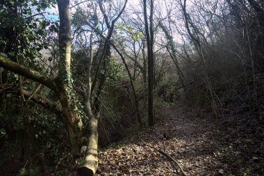 Sonbaharda yamaçta çamurlu patika