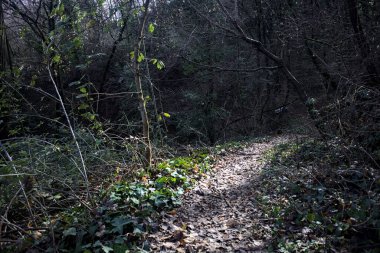 Ormandaki bir yamaçta yol