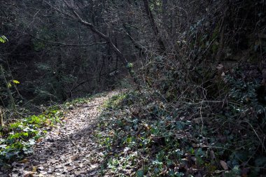 Ormandaki bir yamaçta yol