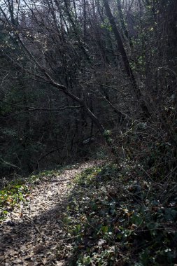 Ormandaki bir yamaçta yol