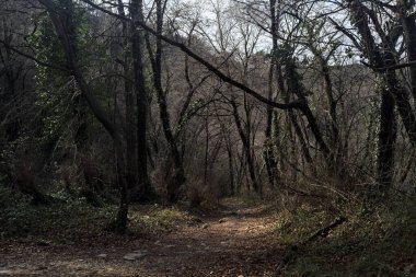 Sonbaharda yamaçta çamurlu patika