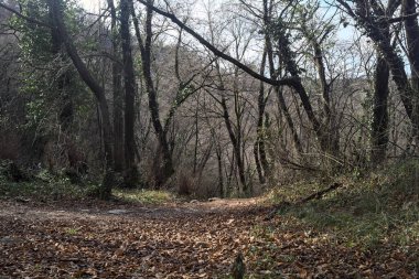 Sonbaharda yamaçta çamurlu patika