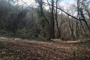 Sonbaharda yamaçta çamurlu patika