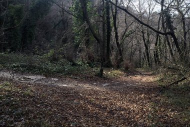 Sonbaharda yamaçta çamurlu patika