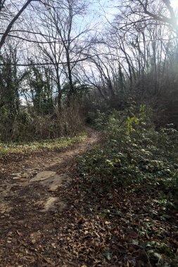 Sonbaharda yamaçta çamurlu patika