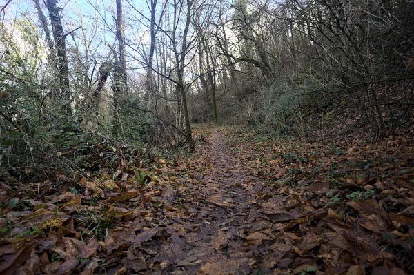 Sonbaharda yamaçta çamurlu patika