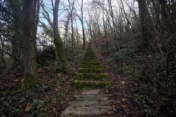 Ormanda yapraklarla kaplı katır izleri.