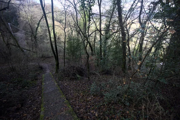 Ormanda yapraklarla kaplı katır izleri.