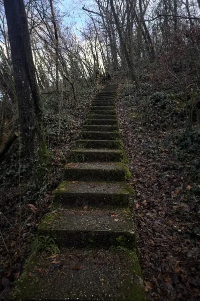 Ormanda yapraklarla kaplı katır izleri.