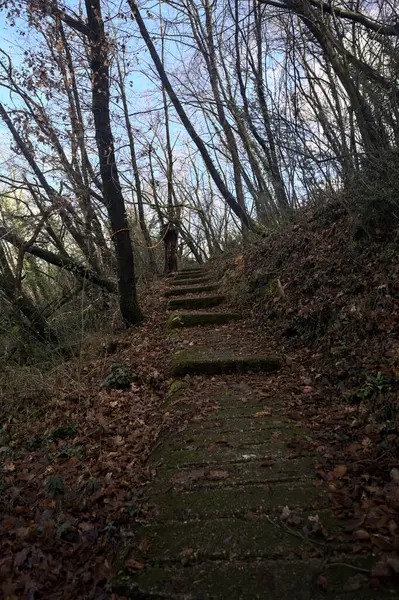 Ormanda yapraklarla kaplı katır izleri.