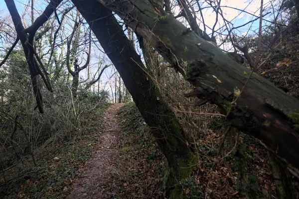 Sonbaharda yamaçta çamurlu patika