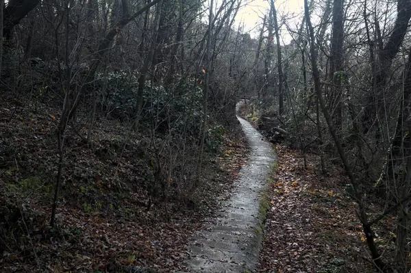 Ormanda yapraklarla kaplı katır izleri.