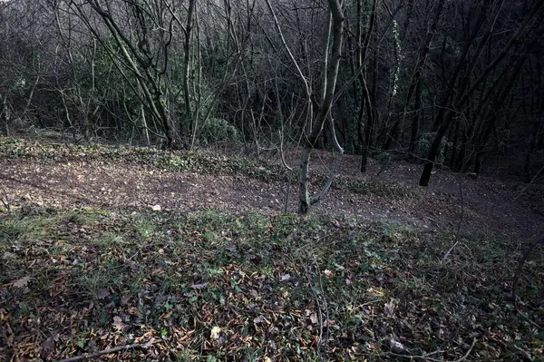 Ormandaki bir yamaçta yol