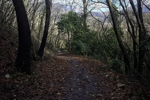 Sonbaharda yamaçta çamurlu patika