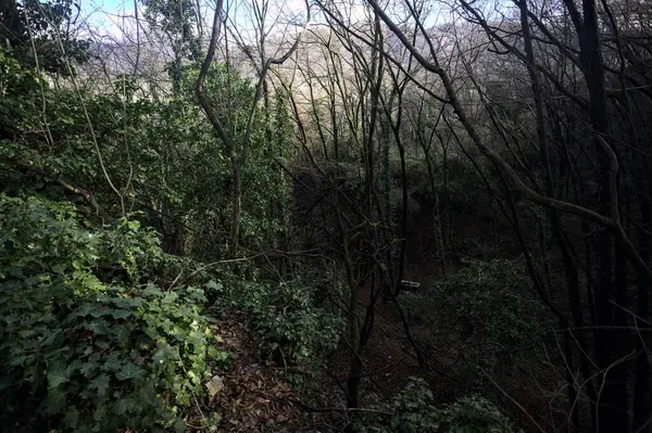 Ormandaki bir yamaçta yol