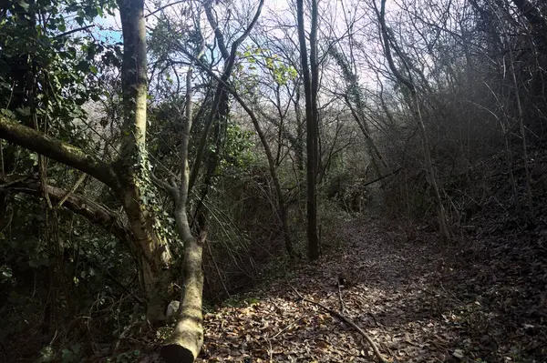 Sonbaharda yamaçta çamurlu patika