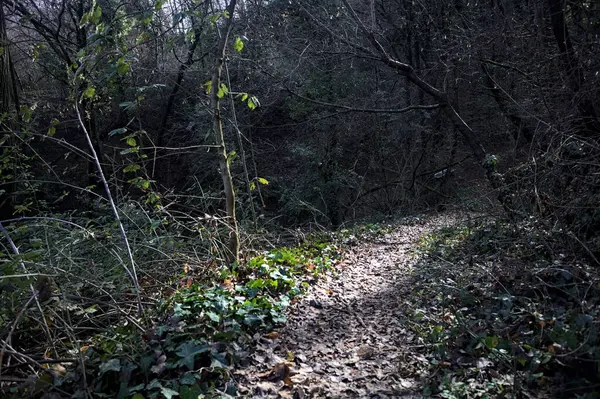 Ormandaki bir yamaçta yol