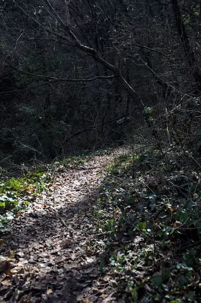 Ormandaki bir yamaçta yol