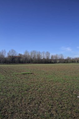 Çıplak ağaçlarla çevrili bir alan.