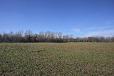 Çıplak ağaçlarla çevrili bir alan.