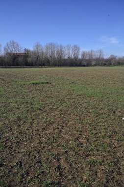 Çıplak ağaçlarla çevrili bir alan.