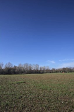 Çıplak ağaçlarla çevrili bir alan.