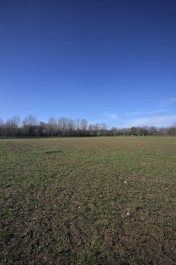 Çıplak ağaçlarla çevrili bir alan.