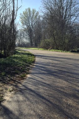 Koruluğun kenarındaki yol.