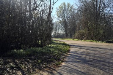 Koruluğun kenarındaki yol.