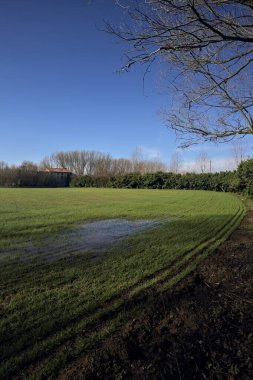 Koruluğun ortasında ekilmiş bir tarla.