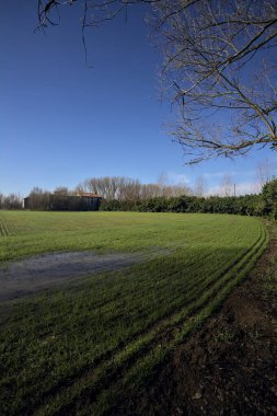 Koruluğun ortasında ekilmiş bir tarla.