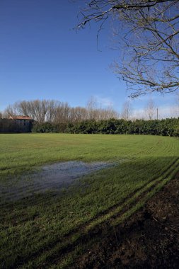 Koruluğun ortasında ekilmiş bir tarla.