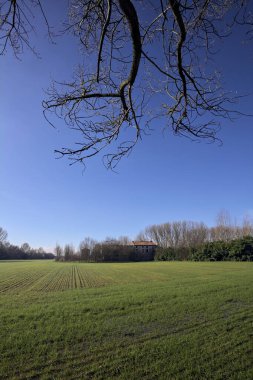 Koruluğun ortasında ekilmiş bir tarla.